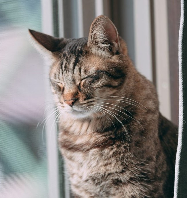 刀ミュ と 刀ステ の違いは キャストや内容の比較から違いを知って楽しもう オタクネコの備忘録 刀ミュ と 刀ステ の違いは キャストや内容の比較から違いを知って楽しもう オタクネコの備忘録